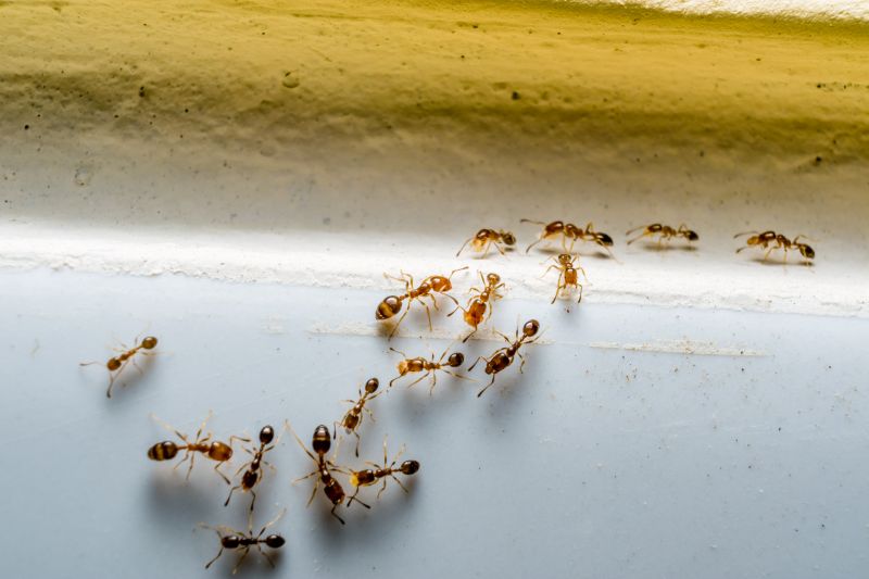 Ants Extermination Service in Frisco, TX