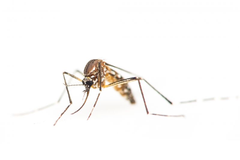 Fly And Mosquito Prevention Tips For Properties