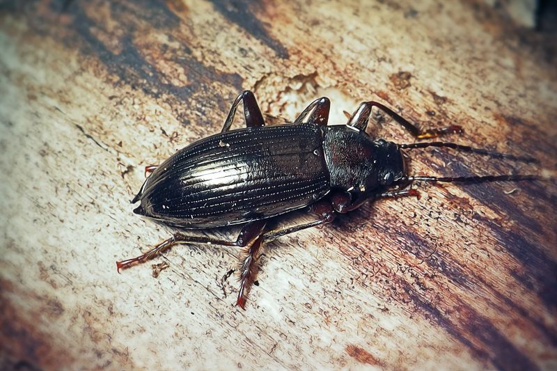 Mud Dauber Extermination in Katy, TX