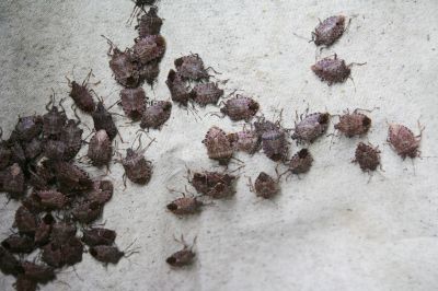 Why Professional Stinkbug Pest Control Is More Effective Than Diy Methods