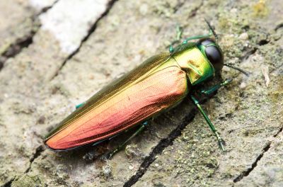 Ash Borers are Invasive Pests!