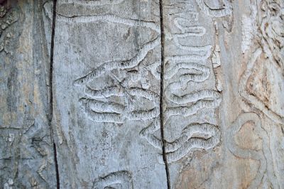 Ash Borers Cause Damage to Ash Trees!