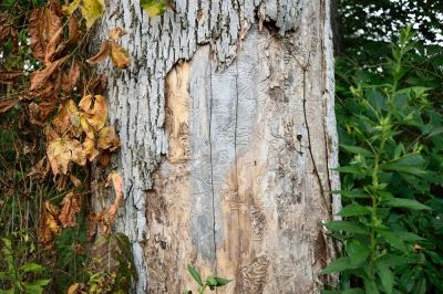 Slow the Spread of Ash Borers with Ash Borer Pest Control!